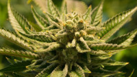 konopí2 cannabis-2152604 1280